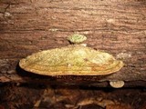Daedalea quercina image