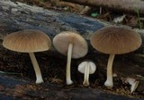 Pluteus readiarum image