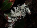 Platismatia tuckermanii image