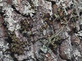 Tuckermanopsis ciliaris image
