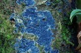 Tomentella viridis image