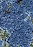 Tomentella viridis image