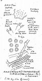 Tomentella viridis image