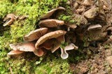 Entoloma byssisedum image