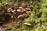 Entoloma byssisedum image