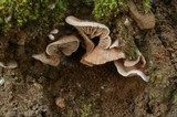 Entoloma byssisedum image