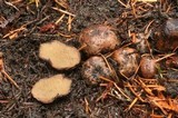 Rhizopogon parksii image