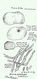 Rhizopogon parksii image