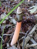 Phallus rubicundus image
