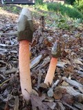 Phallus rubicundus image