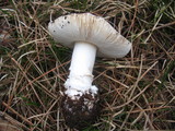 Amanita aprica image