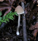 Psathyrella longipes image
