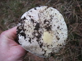 Amanita aprica image