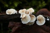 Crepidotus variabilis image