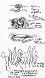 Crepidotus variabilis image