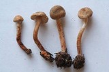 Lepiota tomentella image