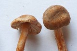 Lepiota tomentella image