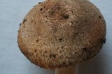 Lepiota tomentella image