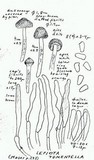Lepiota tomentella image