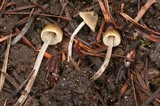 Entoloma araneosum image