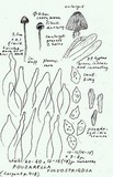Entoloma araneosum image