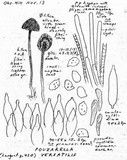 Entoloma araneosum image