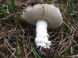 Amanita aprica image