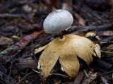 Geastrum pectinatum image
