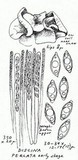 Discina ancilis image
