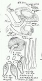 Pholiota astragalina image