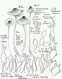Mycena inclinata image