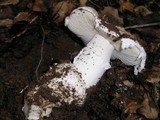 Amanita smithiana image