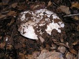 Amanita smithiana image