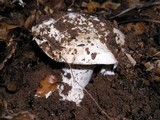 Amanita smithiana image
