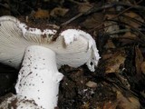 Amanita smithiana image