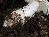 Amanita smithiana image