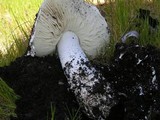 Amanita smithiana image