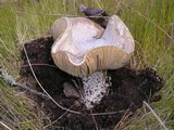 Amanita smithiana image