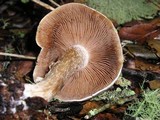 Hebeloma crustuliniforme image