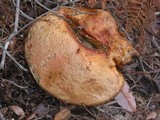 Leccinum manzanitae image