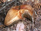 Leccinum manzanitae image