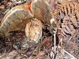 Leccinum manzanitae image