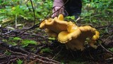 Cantharellus formosus image