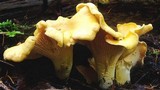 Cantharellus formosus image