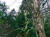 Alectoria vancouverensis image
