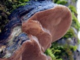 Phellinus igniarius image