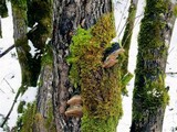 Phellinus igniarius image