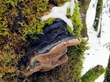 Phellinus igniarius image
