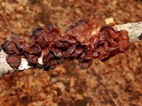 Exidia recisa image