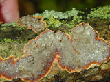 Hymenochaete rubiginosa image